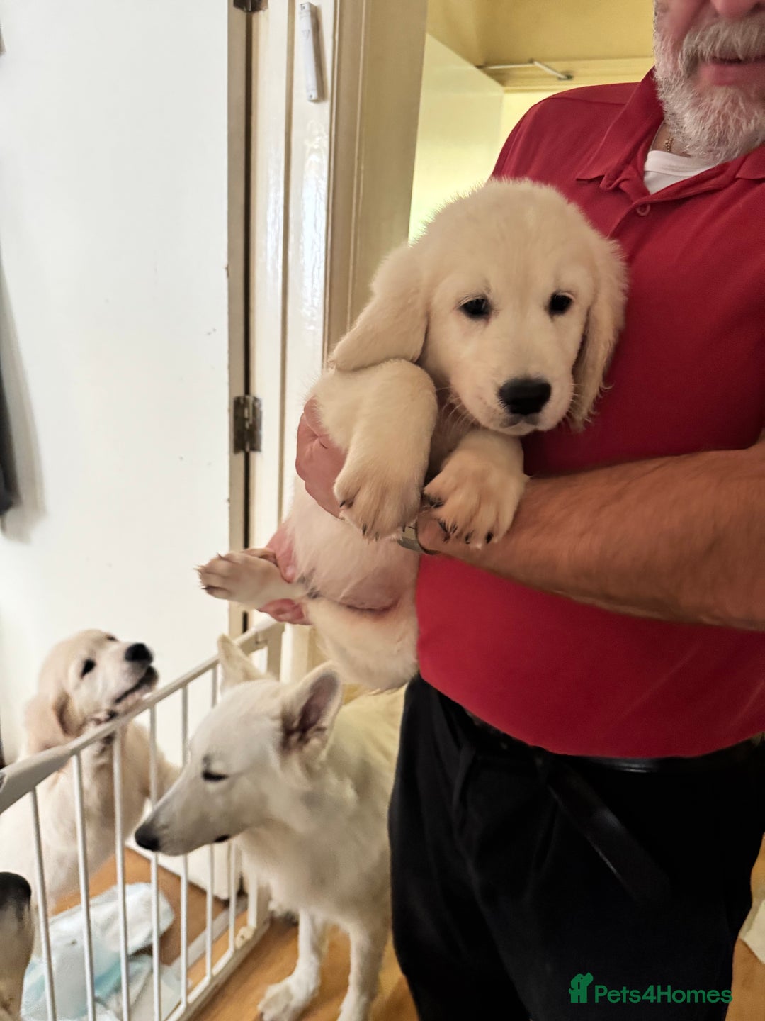 Golden Retriever dogs for sale: LAST 1 KC REG CHAMPIONSHIP BLOOD LINE CREAM  - Image 17