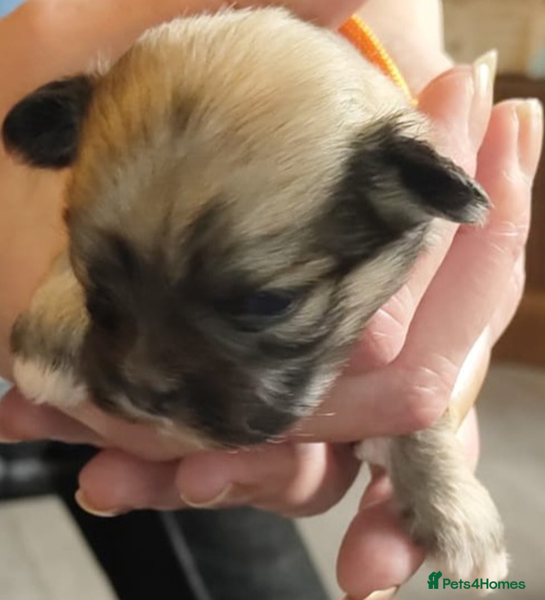 Lhasa Apso dogs for sale: KC REG LHASA APSO PUP(1 left) RED BOY) - Advert 21