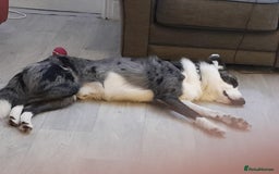 Border Collie dogs for sale: Border collie blue murle for sale - Image 12