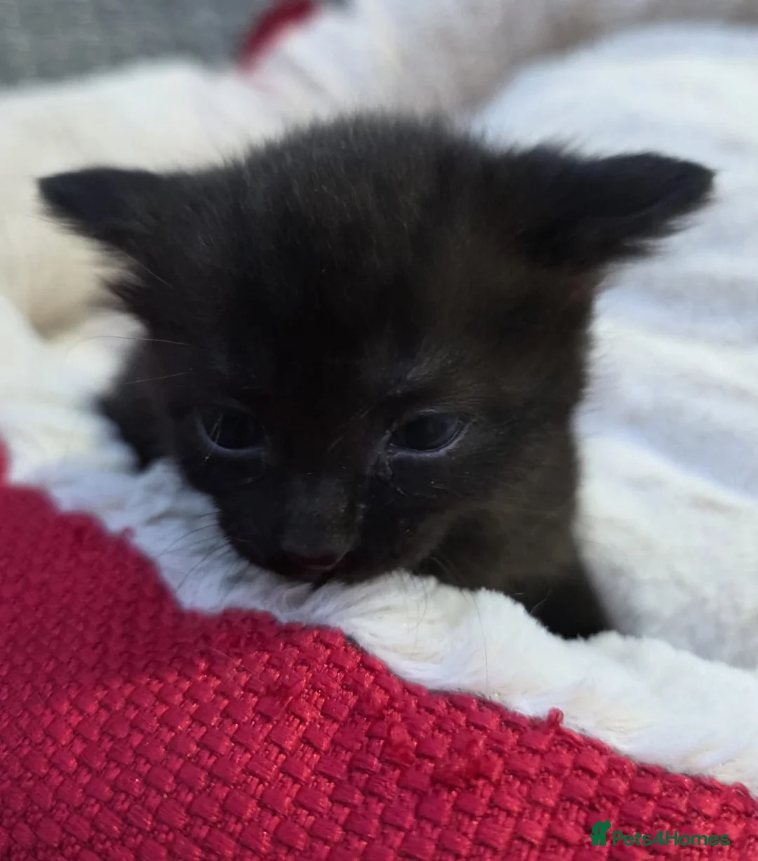 Mixed Breed cats for sale: Stunning Siamese x Bengal Kittens Ready Now - Advert 6