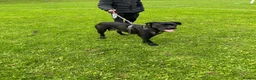 Cane Corso dogs for sale: X4 female cane corso  - Advert 20