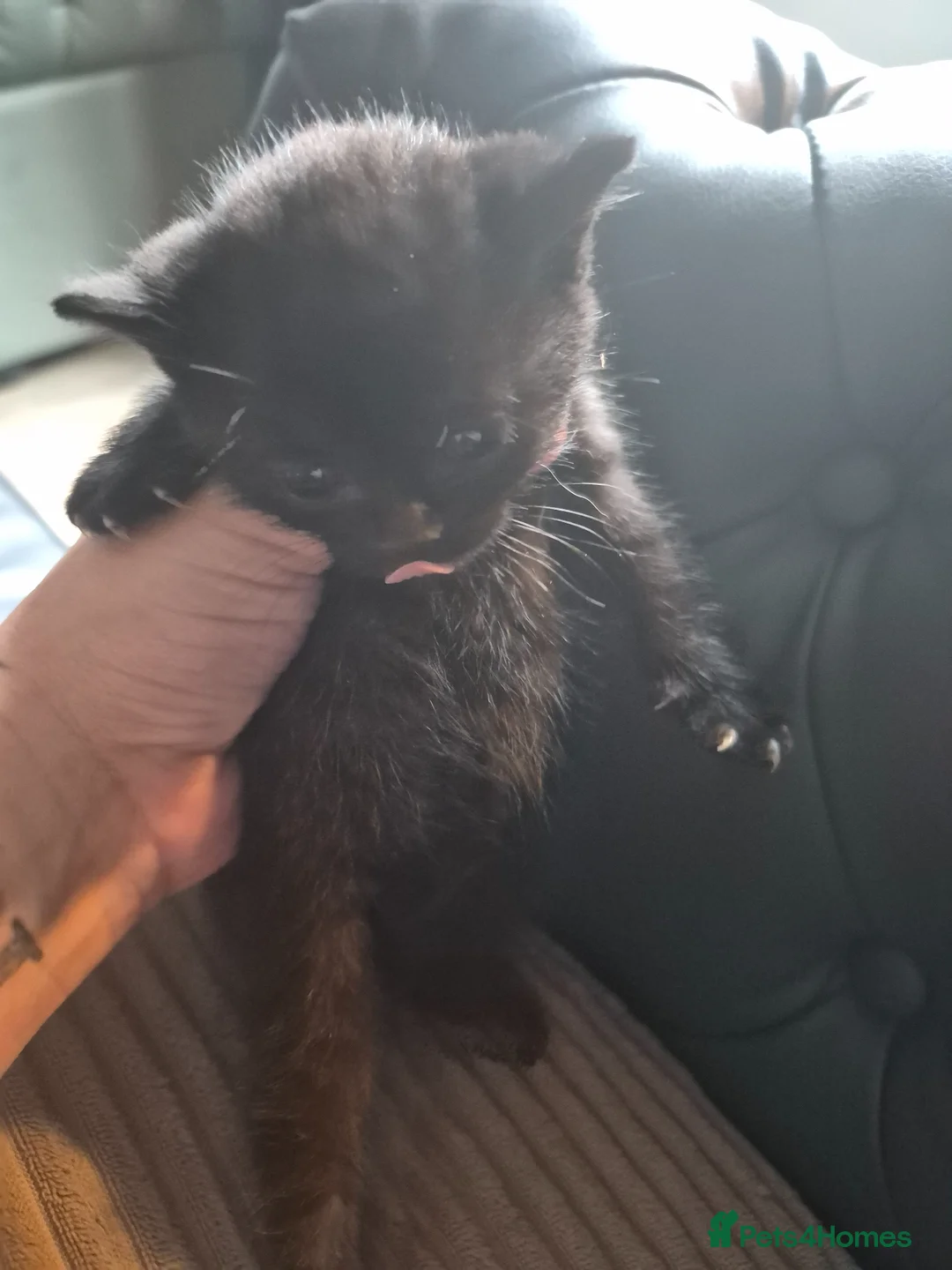 Mixed Breed cats for sale: 2 chonky female fluffballs - Advert 1