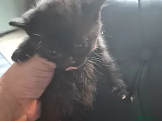 Mixed Breed cats 2 chonky female fluffballs - Advert 2