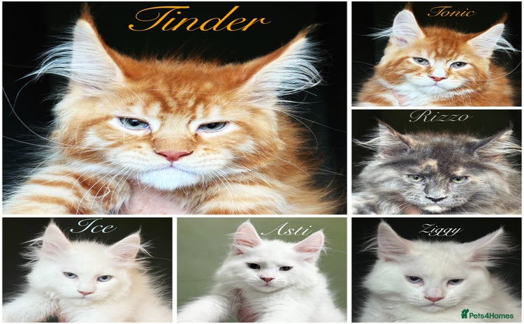 Maine Coon cats - Advert 2