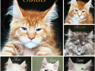 Maine Coon cats STUNNING LITTER OF ANDERPRIDE MAINE COONS - Advert 3