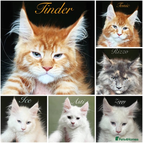 Maine Coon cats - Advert 1