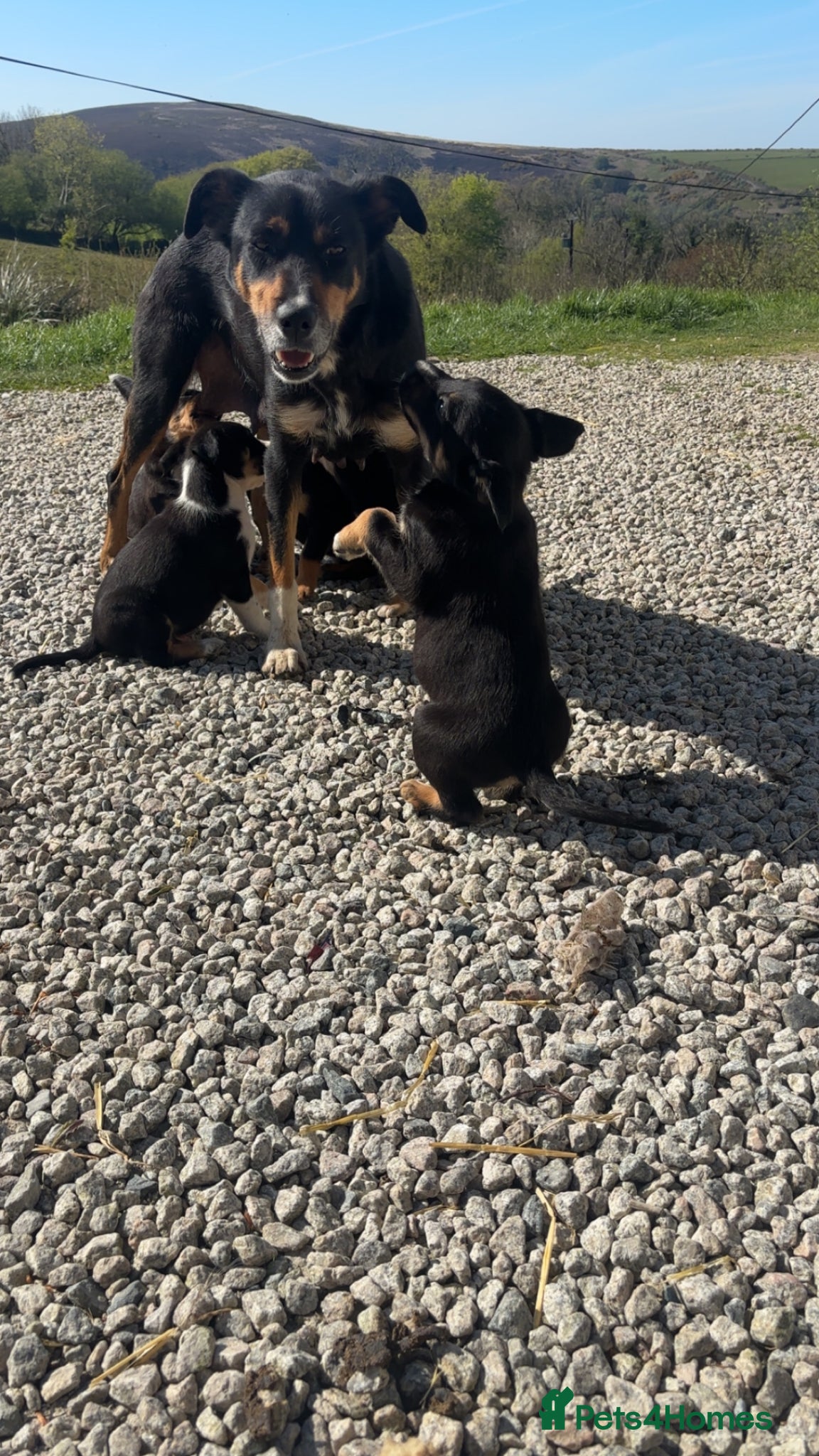 Mixed Breed dogs Collie x puppies looking for loving homes - Advert 2