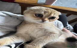 Scottish Fold cats for sale: Stunning Scottish fold golden SOLD!!! - Image 12