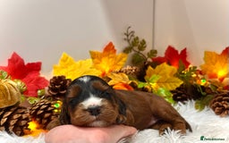 Cockapoo dogs for sale: 🌟Rare Reverse F1B Sable🌟DNA CLEAR Mini Cockapoos - Image 18