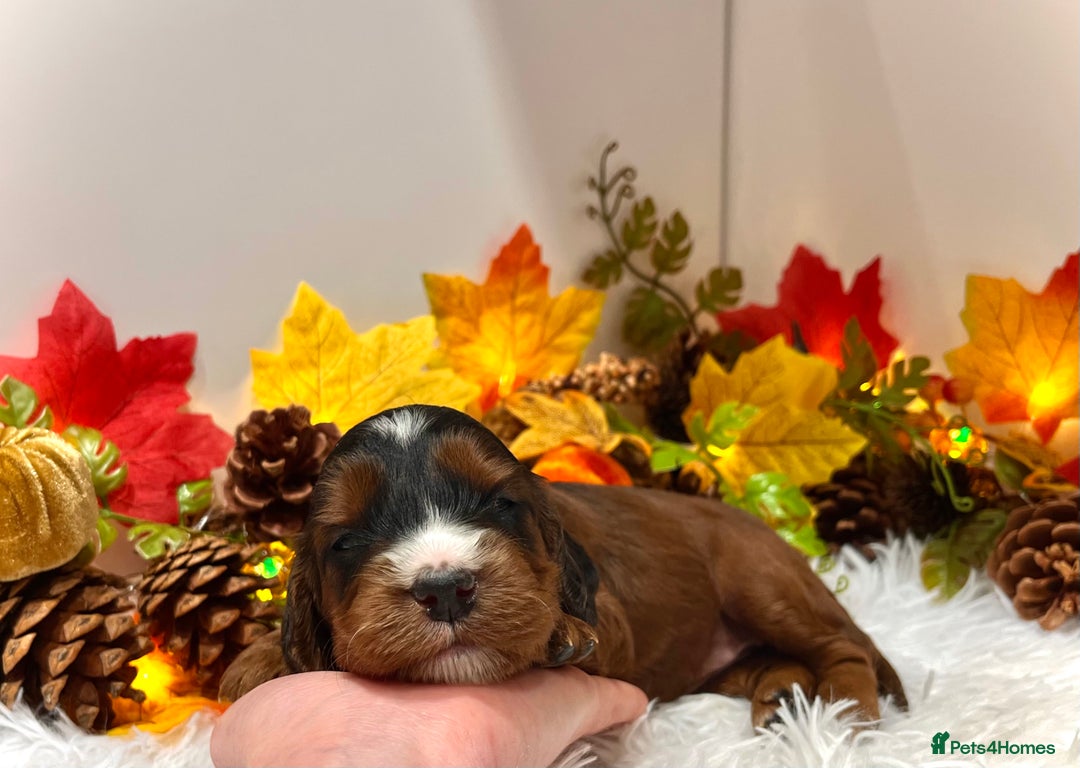 Cockapoo dogs for sale: 🌟Rare Reverse F1B Sable🌟DNA CLEAR Mini Cockapoos - Image 18