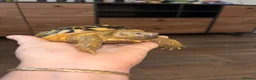 Hermann Tortoise reptiles for sale: Two Herman tortoises  in Salford - Advert 5