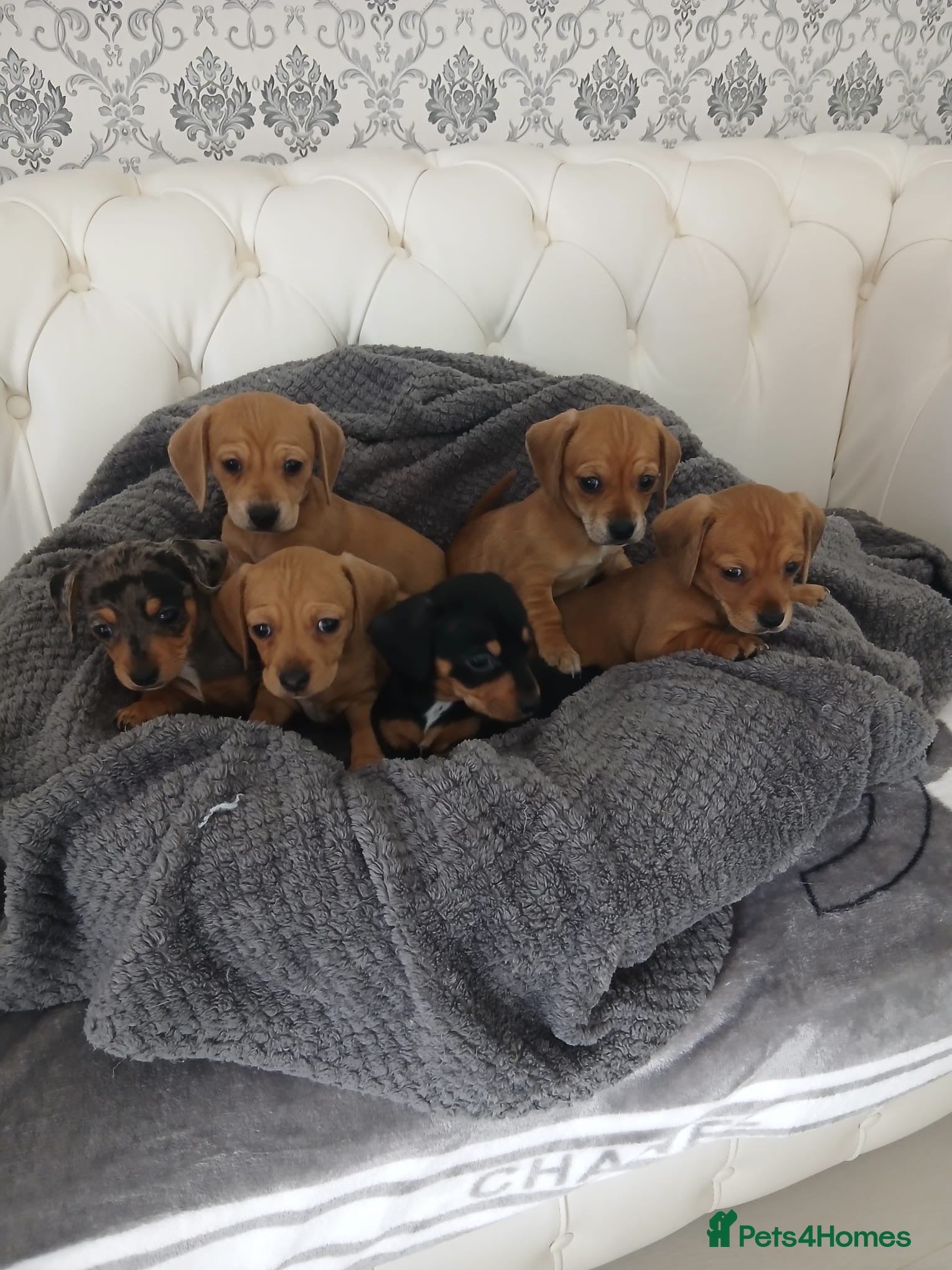 Chiweenie dogs Stunning chiweenies ready - Advert 1