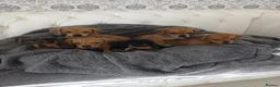 Chiweenie dogs for sale: Stunning chiweenies ready - Advert 3