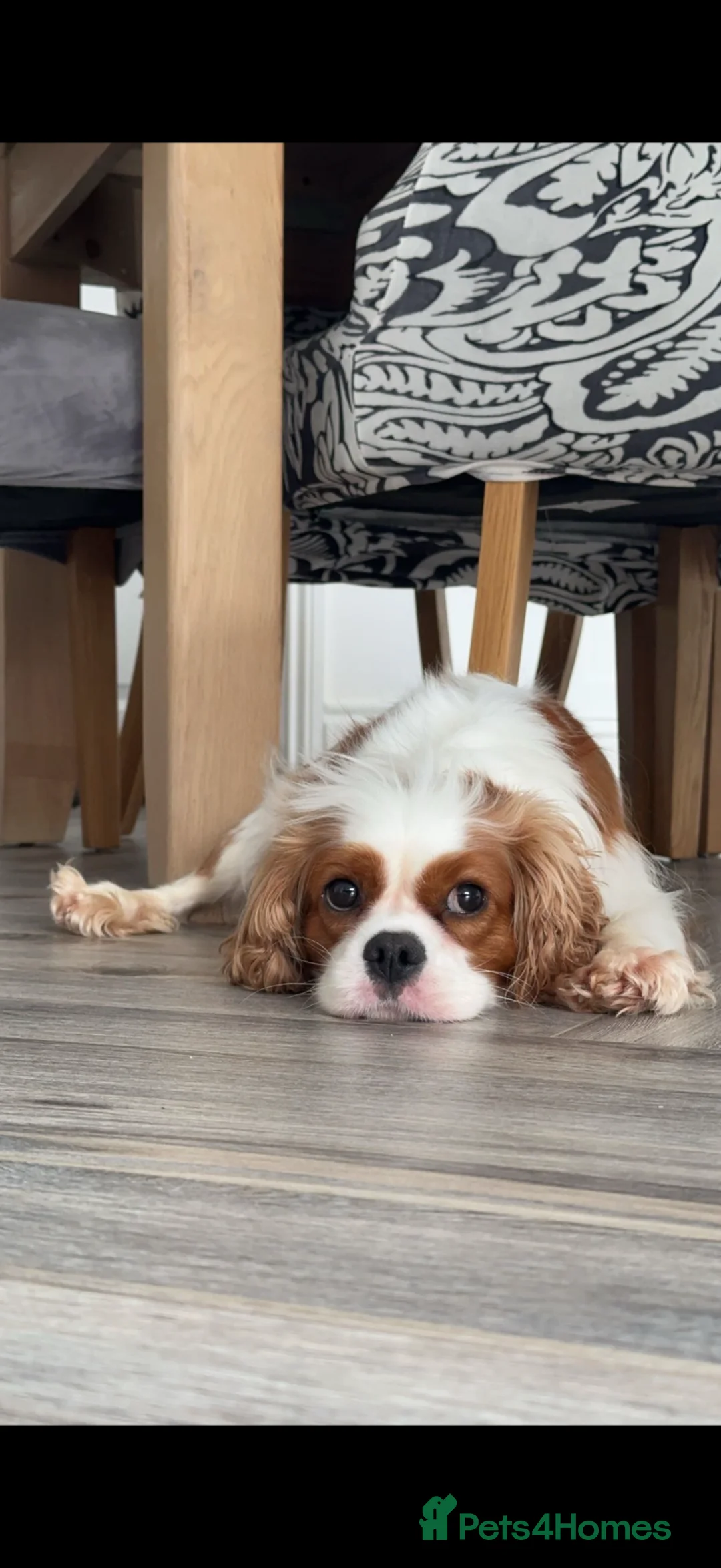 Cavapoo dogs for sale: Cavapoo Puppies - Advert 2