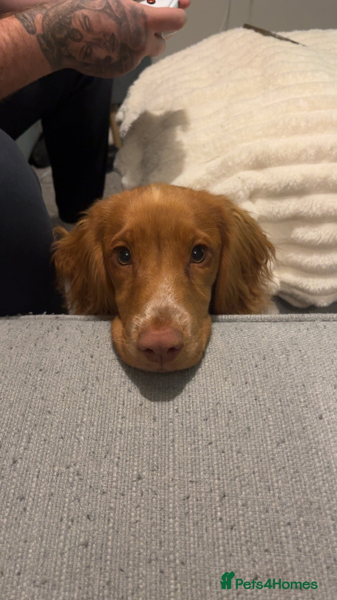 Cocker Spaniel dogs for sale: Golden cocker spaniel  - Advert 3