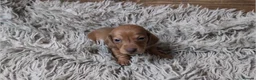Miniature Dachshund dogs for sale: Mini Dachshund Puppies KC Ready start of March 🐾 - Advert 34