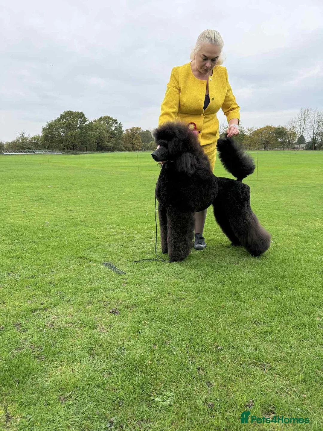 Standard Poodle dogs for sale: Seven Wonders of Standard Poodle Puppies - Advert 23