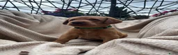 Labrador Retriever dogs for sale: Fox Red Labrador Puppy’s for Sale - Advert 30