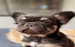 French Bulldog dogs for stud: PROVEN STUD Louis Isabella, Rojo Visual Fluffy in London - Image 7
