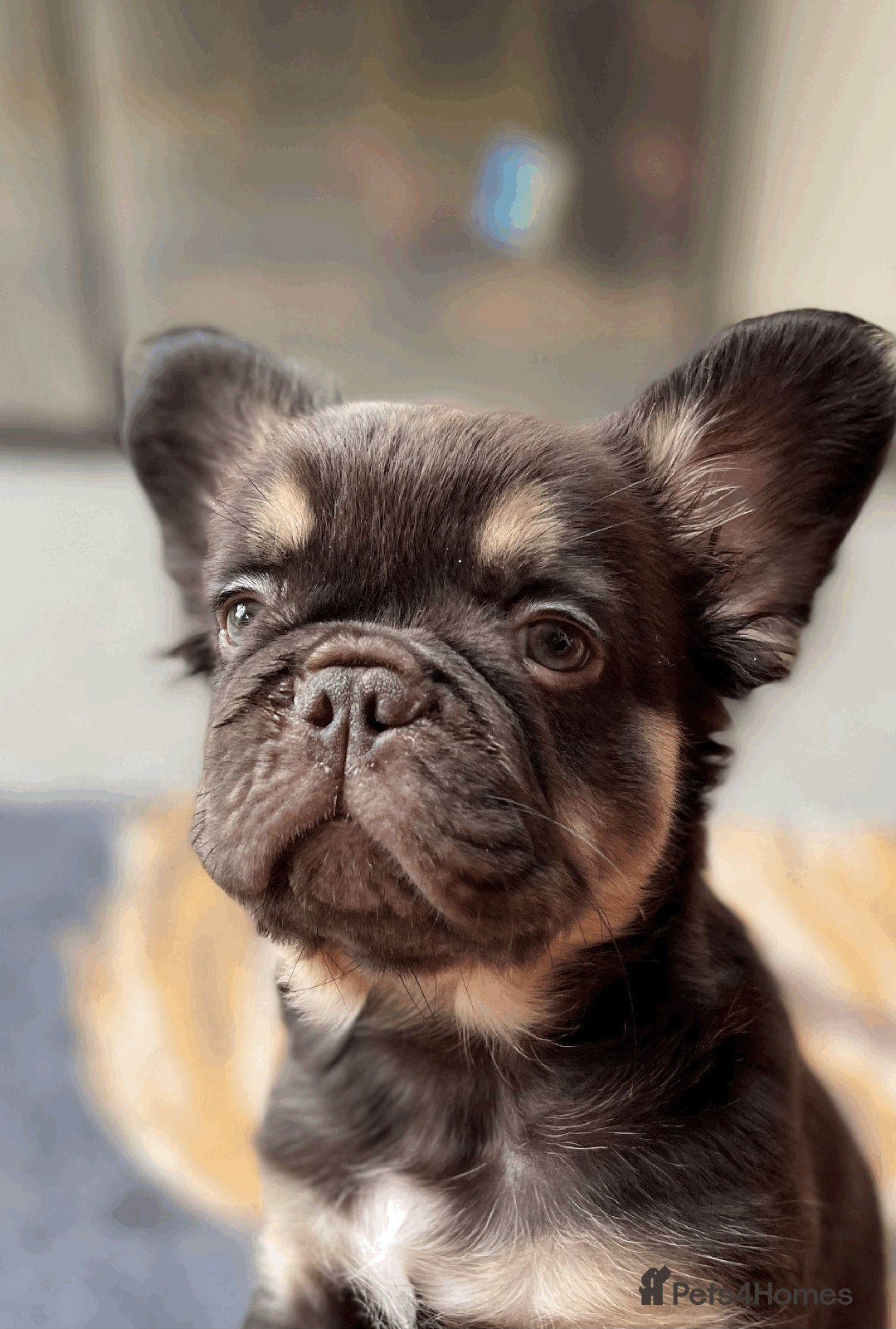 French Bulldog dogs for stud: PROVEN STUD Louis Isabella, Rojo Visual Fluffy in London - Image 7