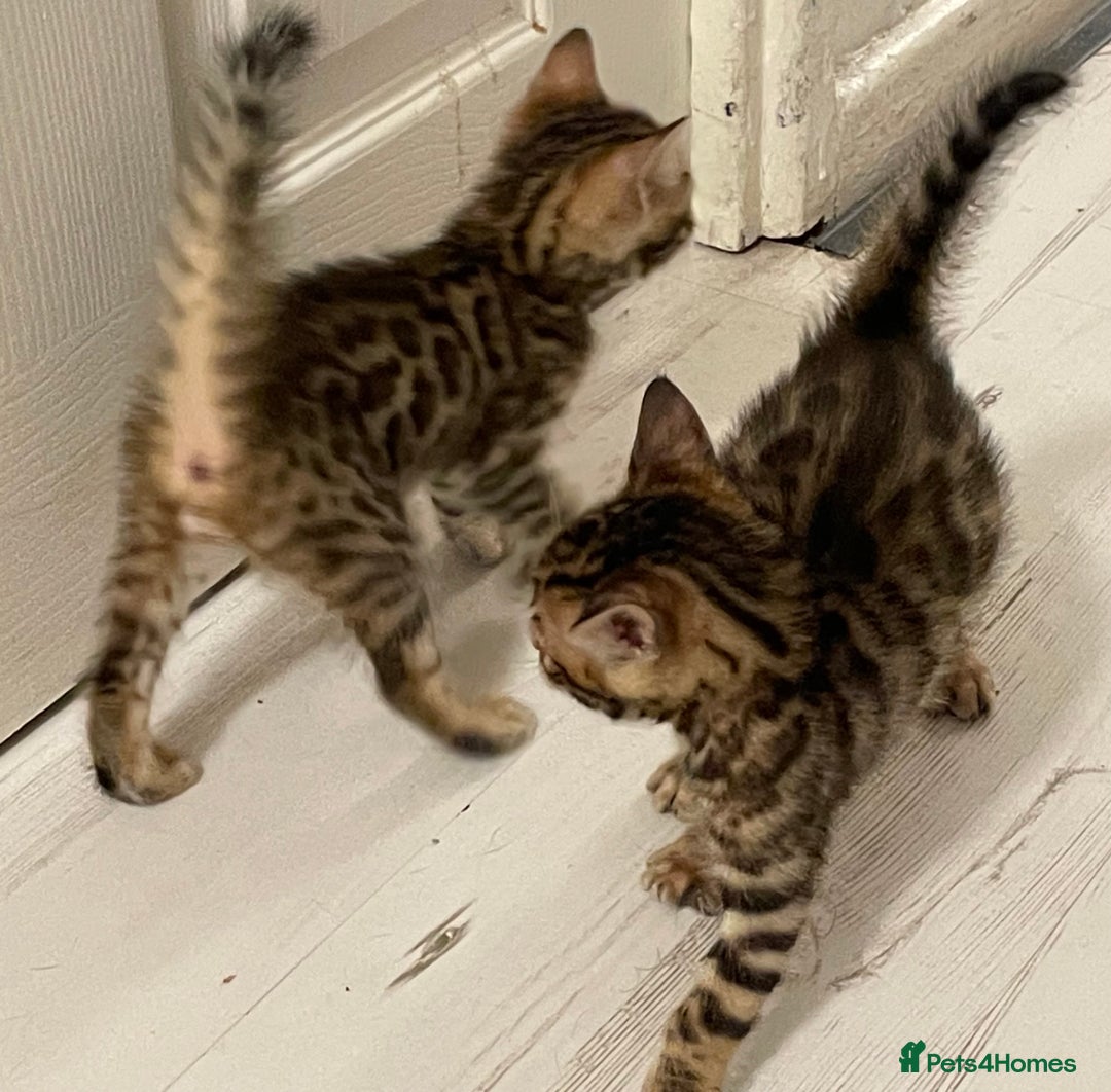 Bengal cats for sale: Bengal kittens - Advert 14