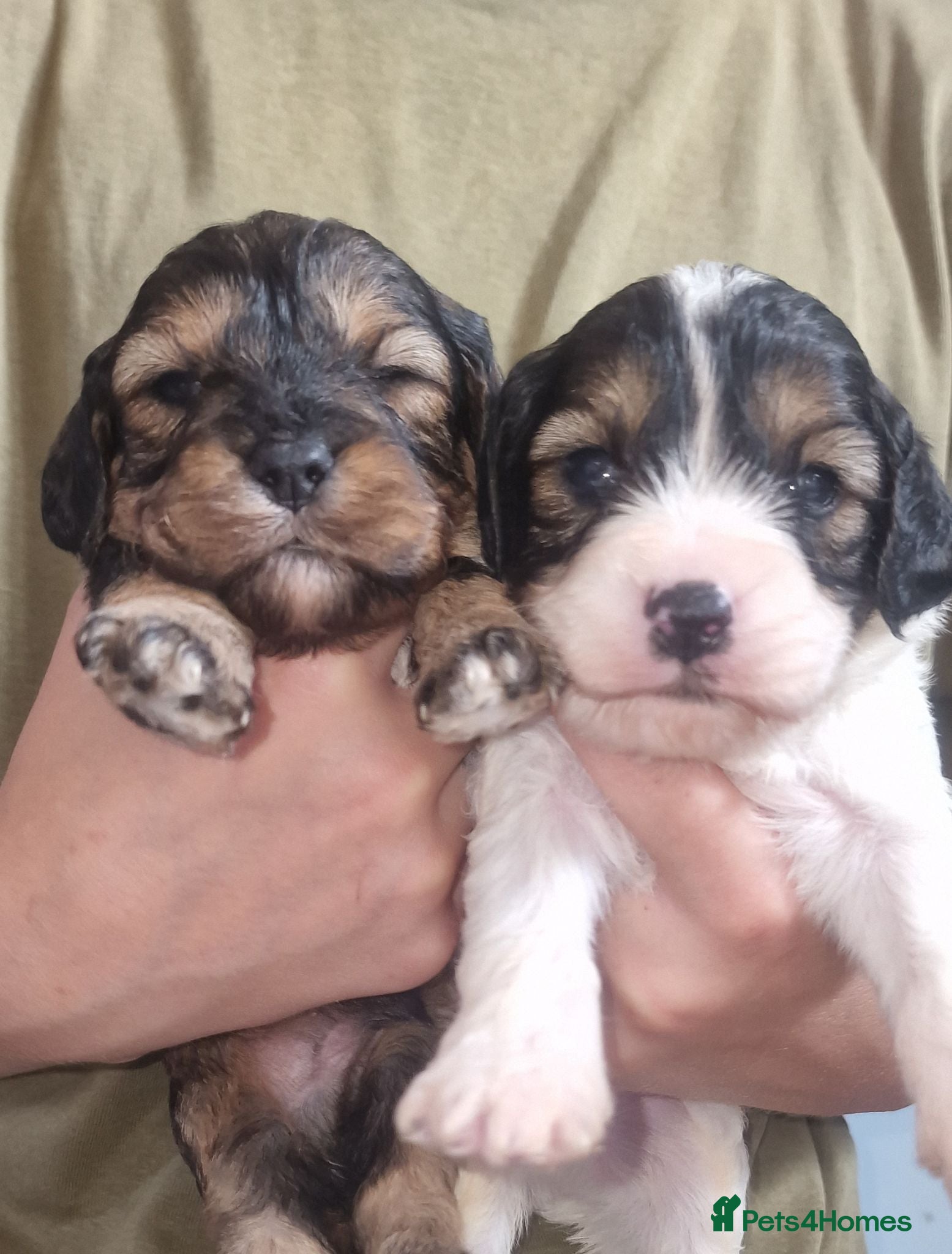 Cavapoo dogs Cavapoos poodle/cavapoos outstanding puppies - Advert 12