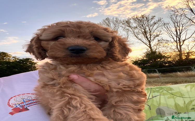 Cockapoo dogs - Advert 3