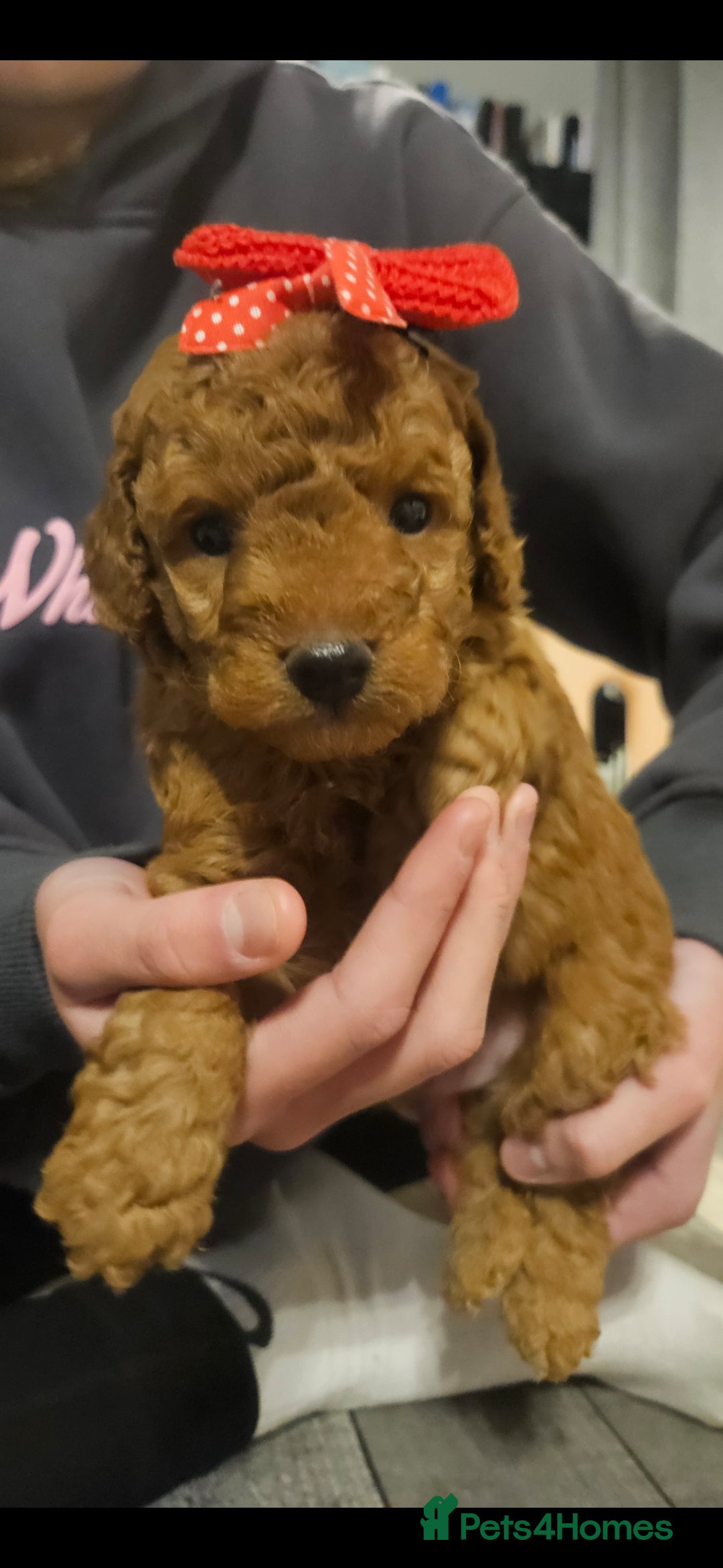 Cavapoo dogs for sale: 4 cavapoo pups  - Advert 5