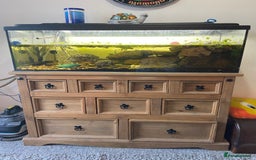 Turtle reptiles for sale: 2 male turtles and set up  - Image 8