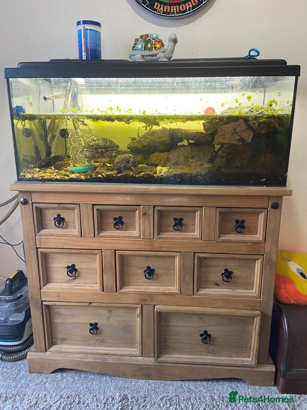 Turtle reptiles for sale: 2 male turtles and set up  - Image 8