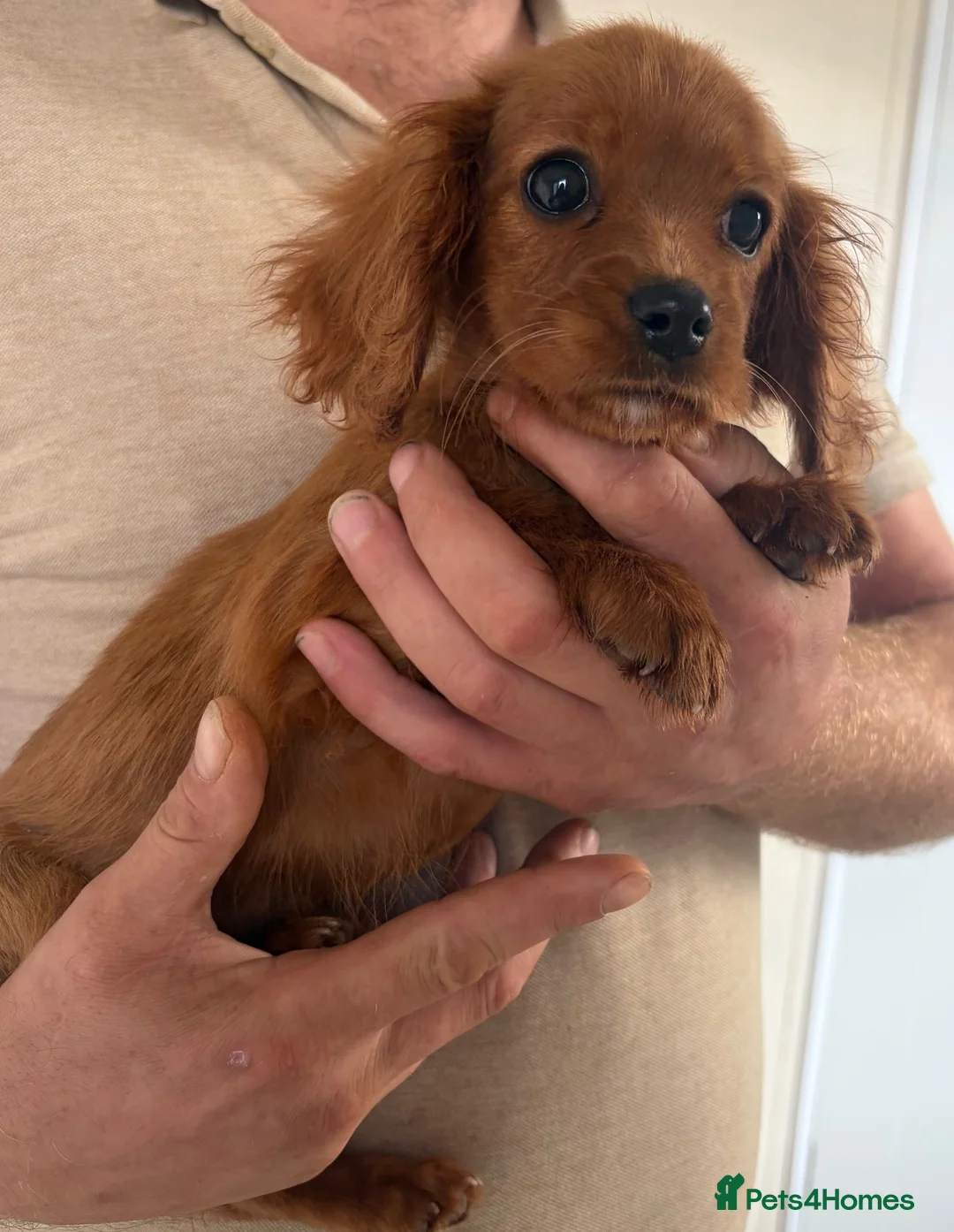 Cavalier King Charles Spaniel dogs for sale: Beautiful cavalier  - Advert 5