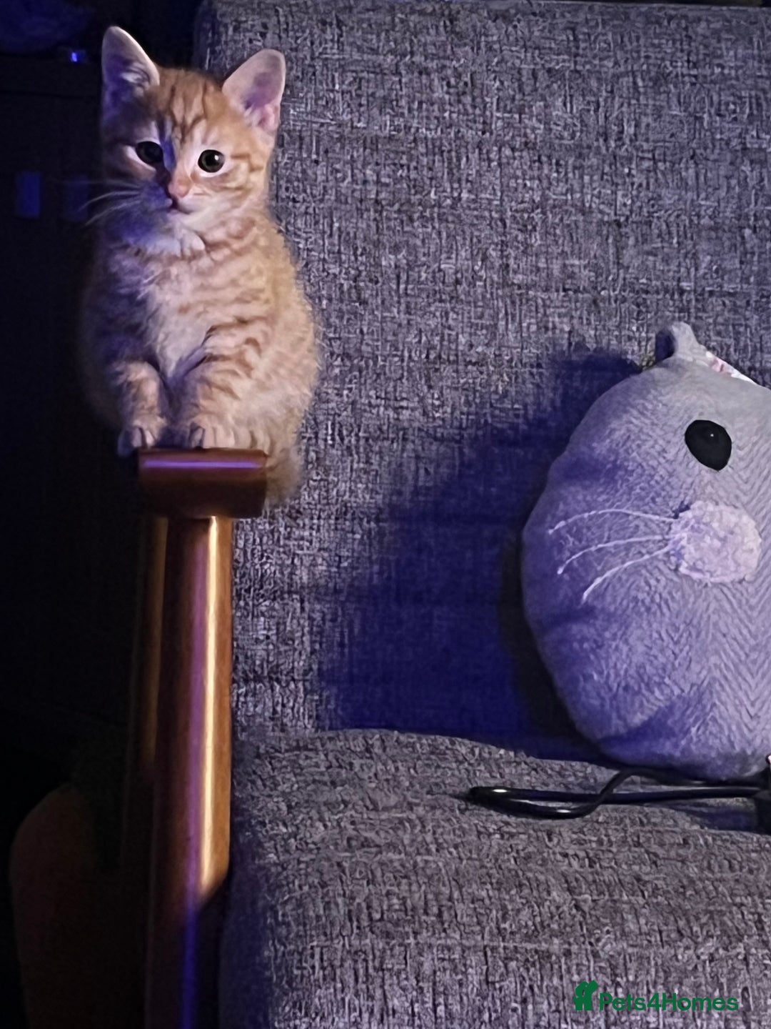 Mixed Breed cats for sale: Energetic ginger kittens and one grey tabby  - Advert 4