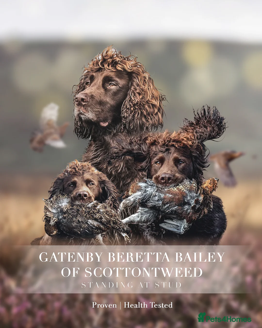 Cocker Spaniel dogs for stud: Working cocker spaniel for stud in Bedale - Advert 1