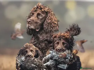 Cocker Spaniel dogs Working cocker spaniel for stud in Bedale - Advert 10