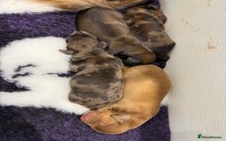 Miniature Dachshund dogs for sale: Beautiful long haired dapple girl  - Image 13