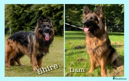 German Shepherd dogs for sale:   GSD puppies' fluffy coats  - Image 3