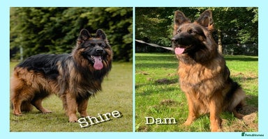 German Shepherd dogs - Advert 4