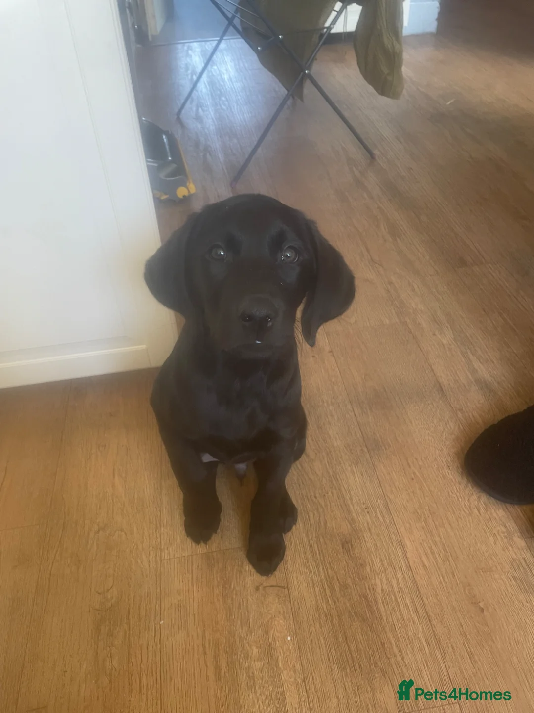 Labrador Retriever dogs for sale: Gorgeous 4month old black lab - Advert 6