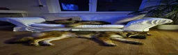 German Shepherd dogs for sale: 2 German shepherds one male one female in Sevenoaks - Advert 17