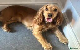 Cocker Spaniel dogs for sale: 2yr old cocker spaniel - Image 1