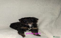 Mixed Breed dogs for sale: Yorkshire Terrier x Pomeranian Puppys - Advert 26