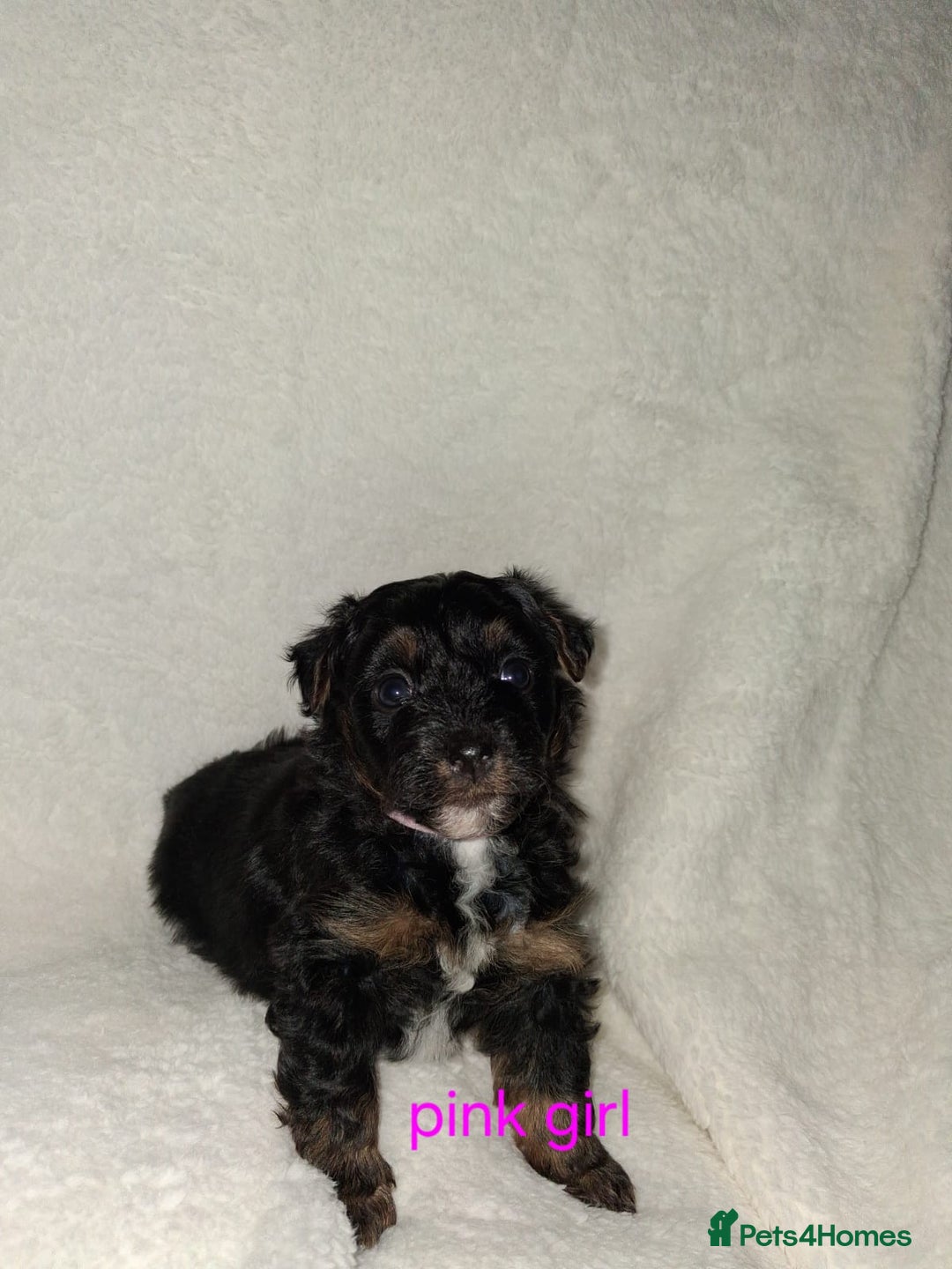 Mixed Breed dogs for sale: Yorkshire Terrier x Pomeranian Puppys - Advert 26