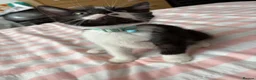 Mixed Breed cats for sale: 2 Male and 2Female kittens  in Hayes - Advert 6