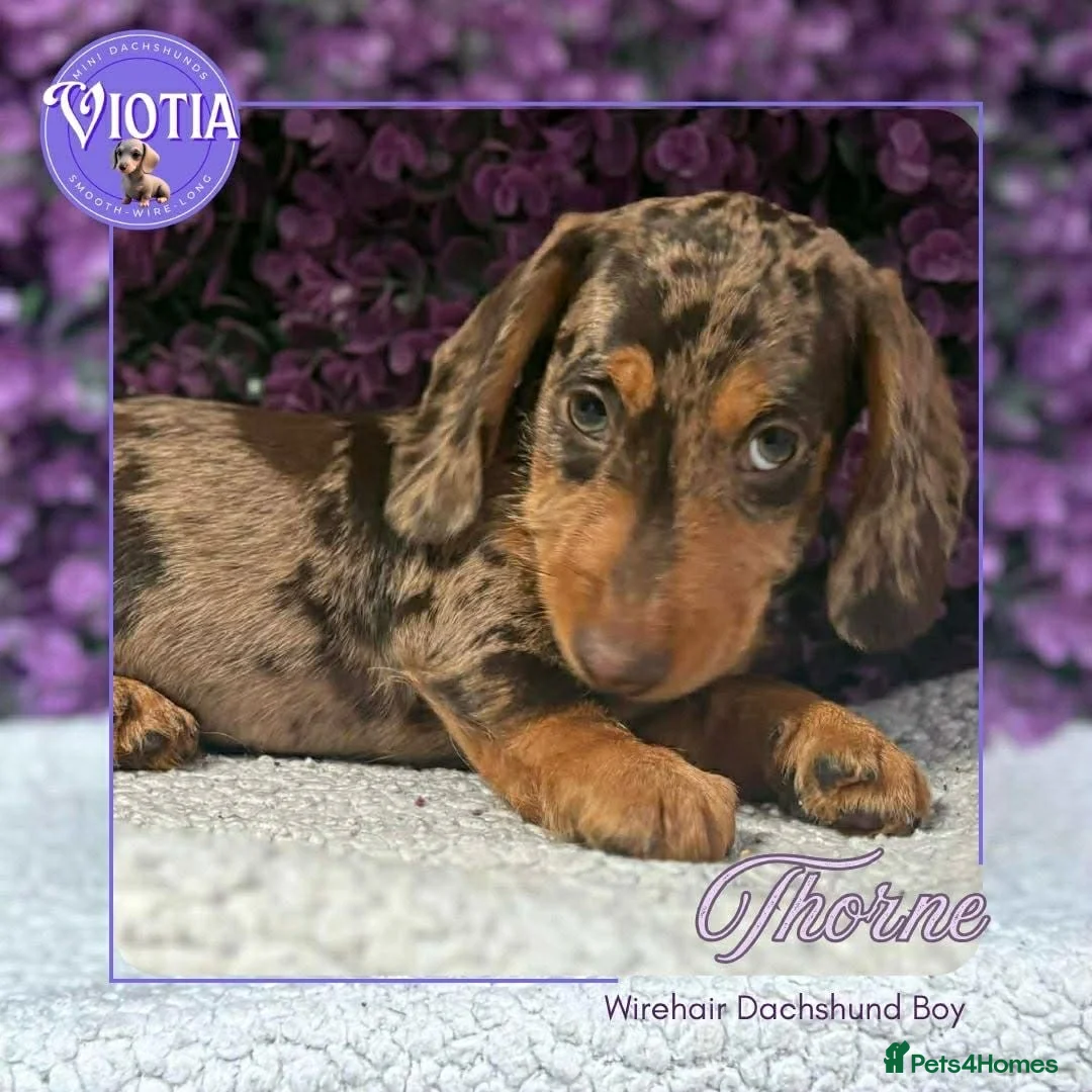 Miniature Dachshund dogs for sale: Ready now kc reg miniature dachshunds wire coats  - Advert 1