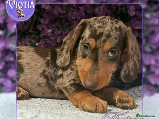 Miniature Dachshund dogs Ready now kc reg miniature dachshunds wire coats - Advert 3