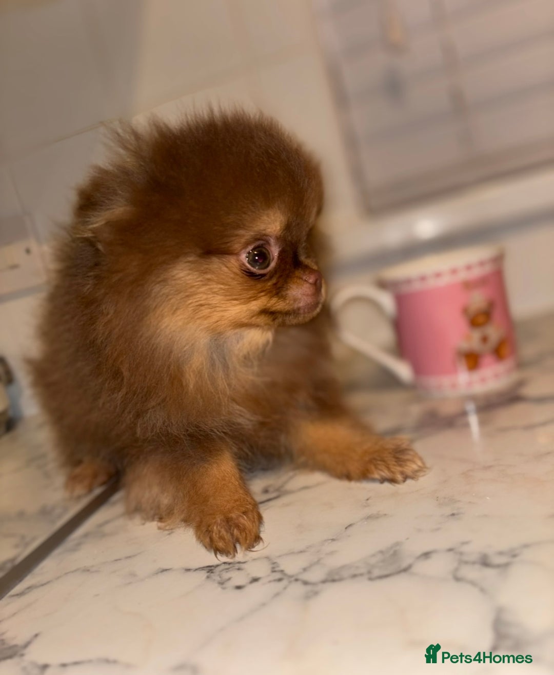Pomeranian dogs for sale: Miniature Female  **  Pomeranian ‼️💗 - Advert 2
