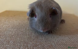 Guinea Pig rodents for sale: Purebred Lilac Self Guinea Pigs  - Image 5