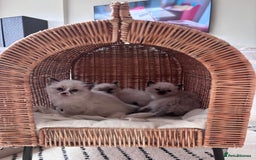Ragdoll cats for sale: 4 PURE 💖💙RAGDOLLS💖💙 - Image 4