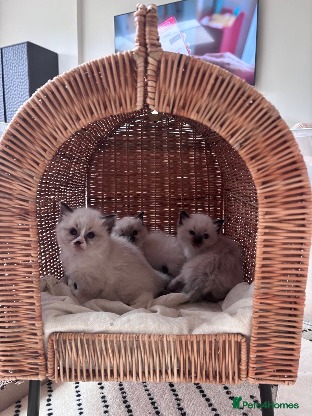 Ragdoll cats for sale: 4 PURE 💖💙RAGDOLLS💖💙 - Image 4