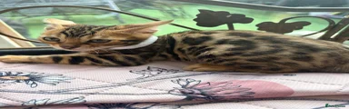 Bengal 3